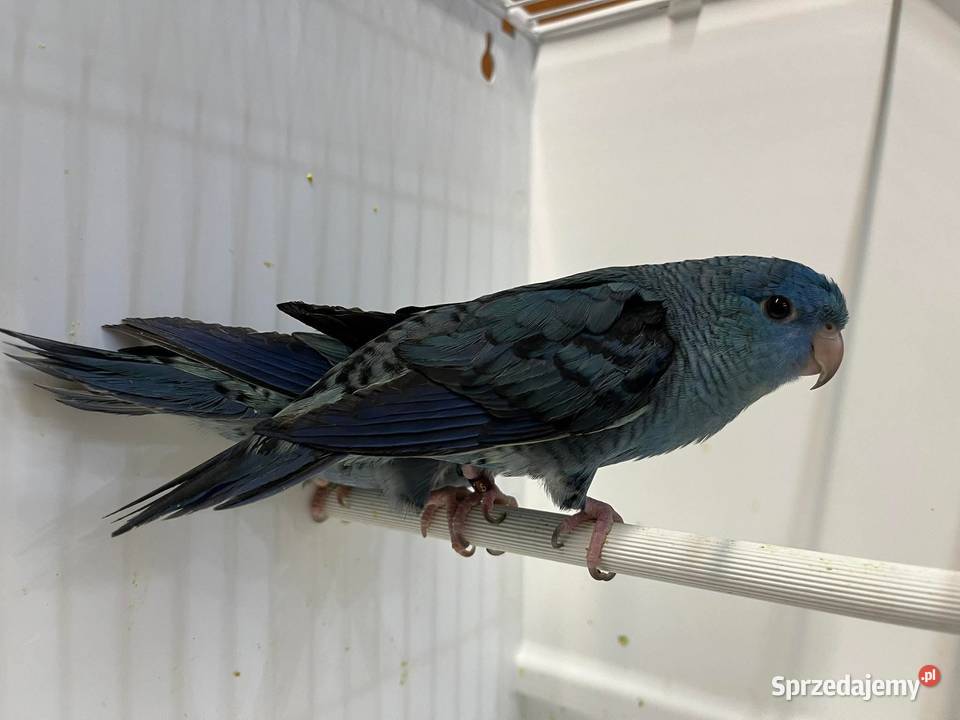 Stokówki Prążkowane Katarzynki Przeworsk