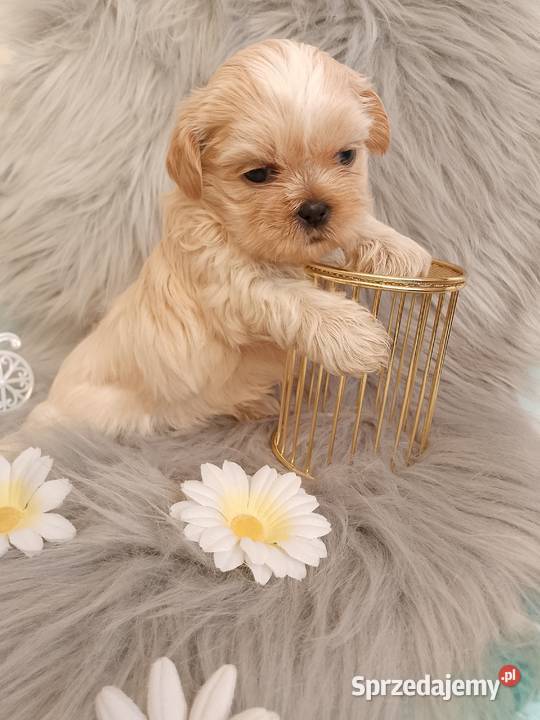 Suczka rasy ShihTzu Psy Namysłów