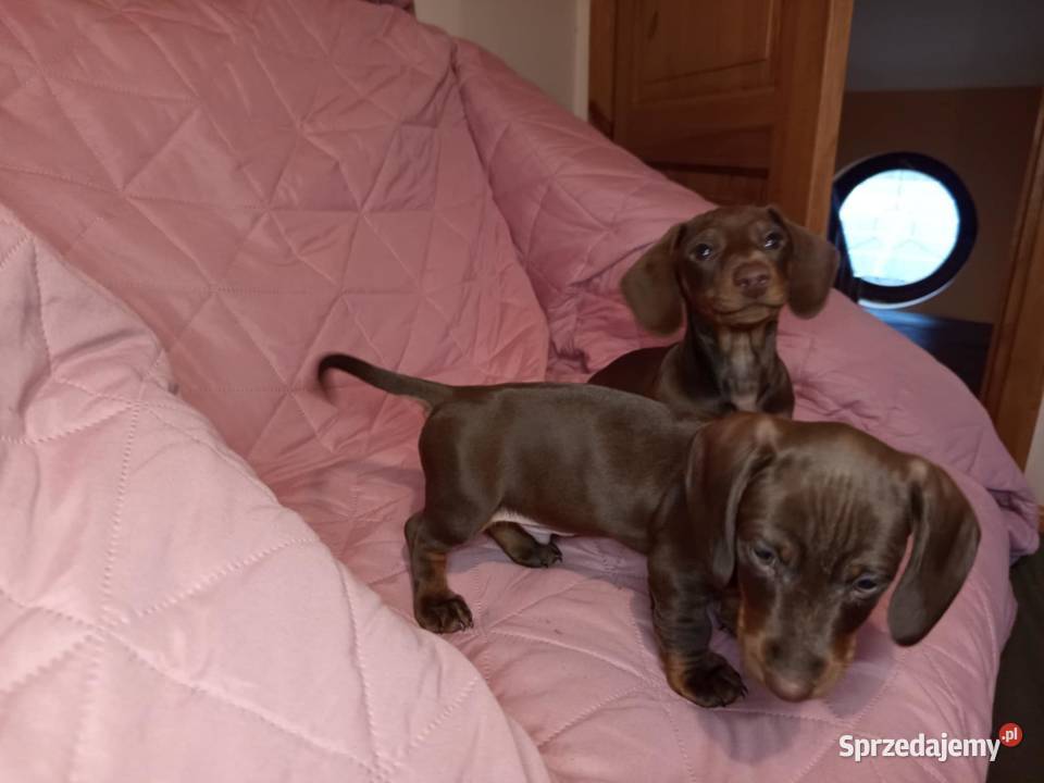 Jamnik czekoladowy krótkowłosy Jawidz sprzedam