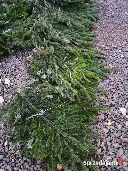 Gałęzie jodły kaukaskiej i nobilis bunt opolskie Julianpol