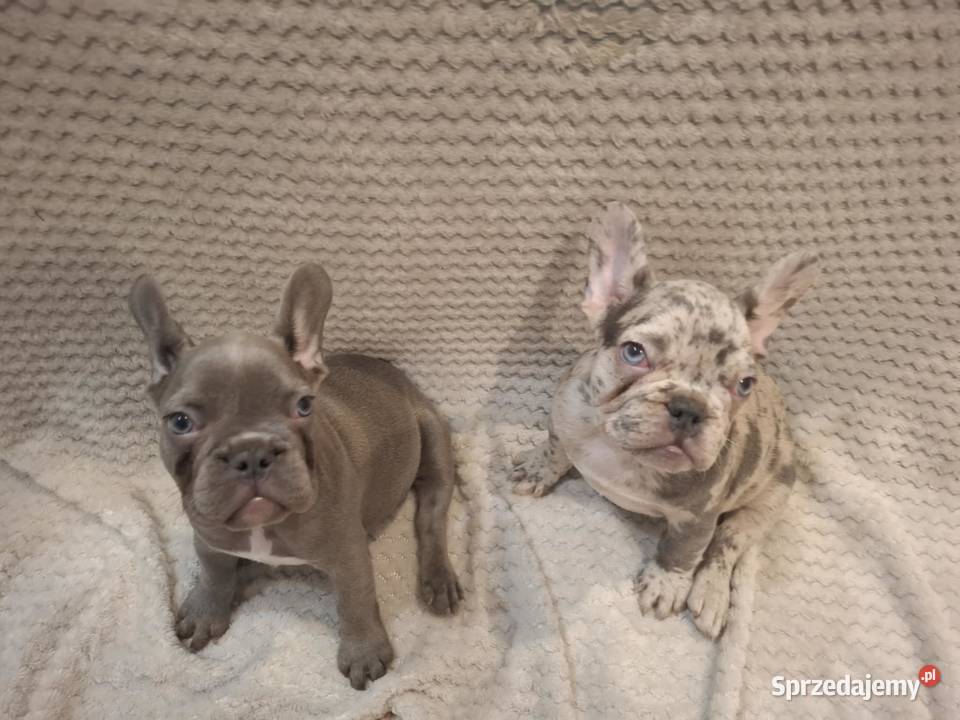 Buldog francuski suczka lilac blue Wronki