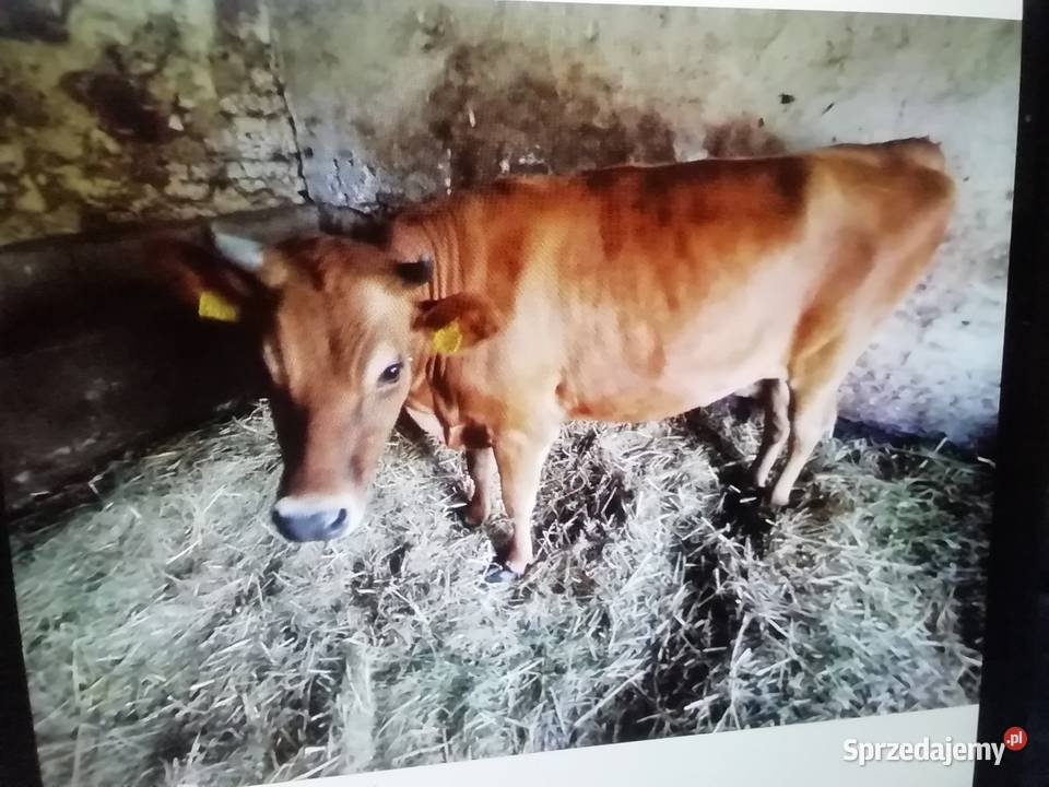Jalowki na chow dalszy na krowy łódzkie Sieradz sprzedam
