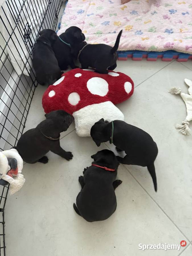 Staffordshire Bull terrier stafik szczeniak Iłża