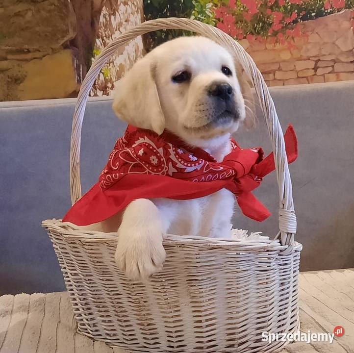 Labrador Retriever szczeniak FCI Wilkszyn sprzedam
