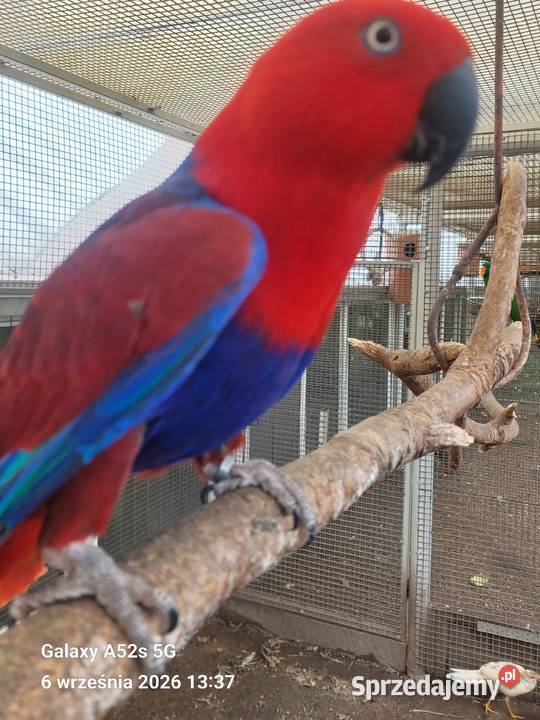Lory wielkie