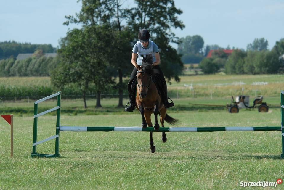 klacz huculska Młodzianów