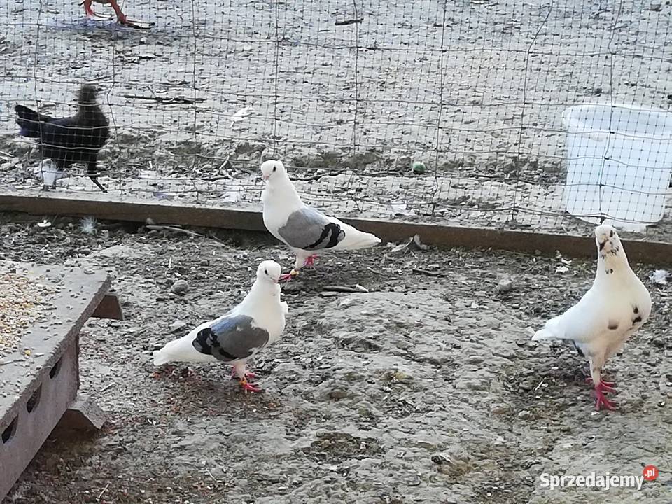 Gołębie ozdobne Mewki Dominikany Łańcut