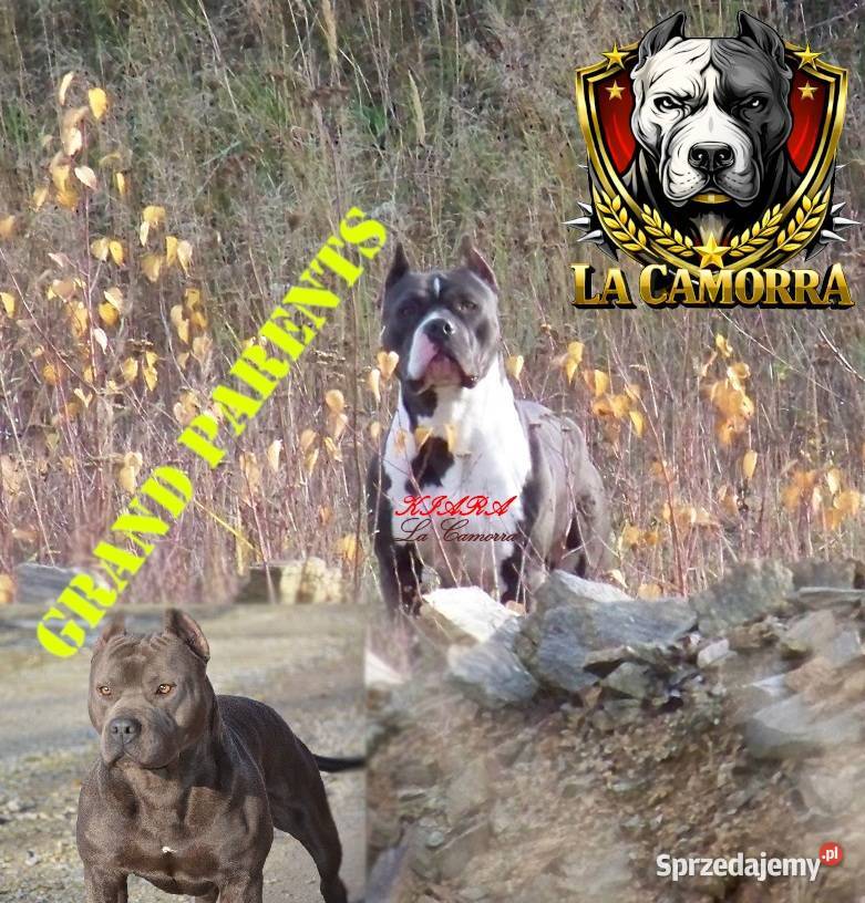 American Staffordshire Terrier Blue Amstaff Paczków