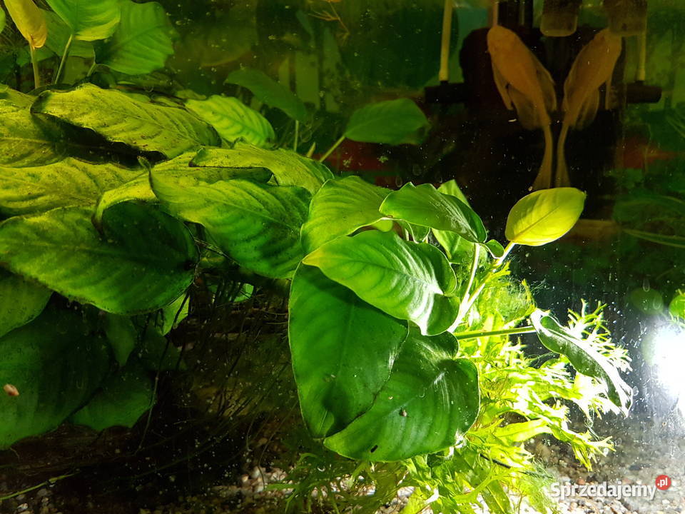 Anubias roślina akwariowa podkarpackie