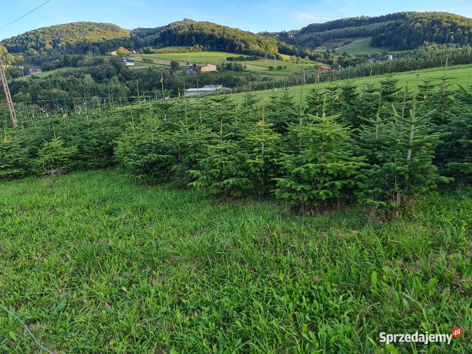 Jodła kaukaska choinka świąteczna