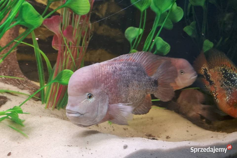 Pielęgnica Vieja breidohri lubuskie sprzedam