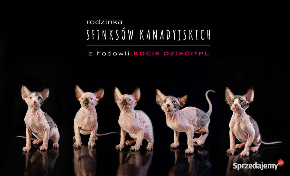 Sfinks kanadyjski rodzinka kabanosików Stęszew