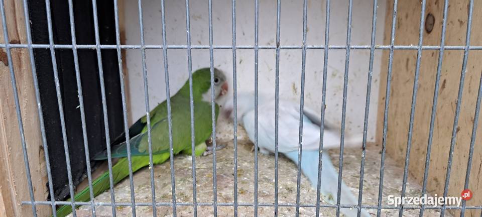 Sprzedam papugi mnichy nizinne mnicha Konin