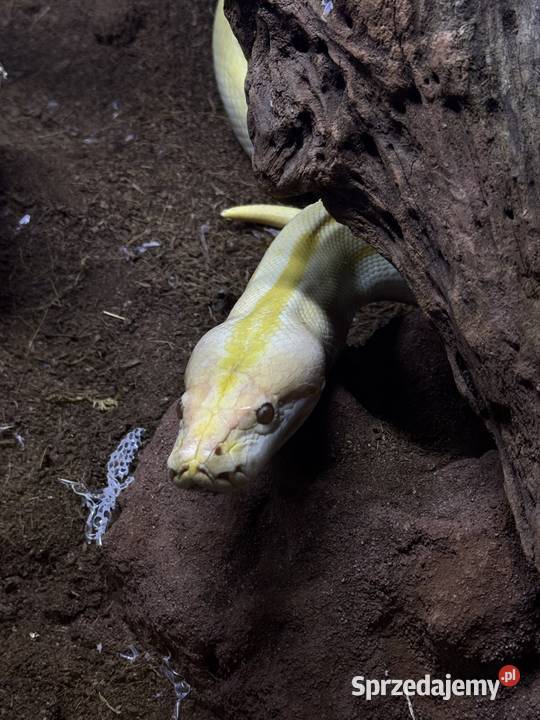 Samiec węża śląskie Mikołów
