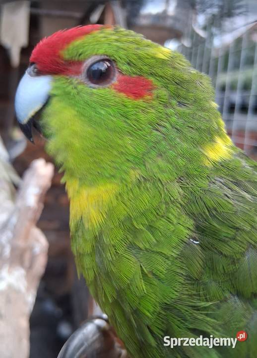 Papugi małopolskie Andrychów