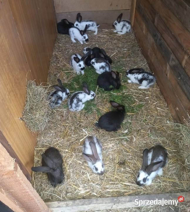 Króliki króliki Kościan