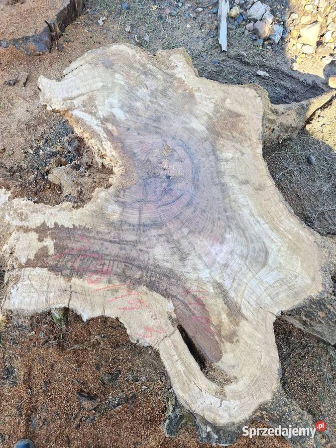 Plastry dębowe pakiet 72sztuk opolskie Zieleniec