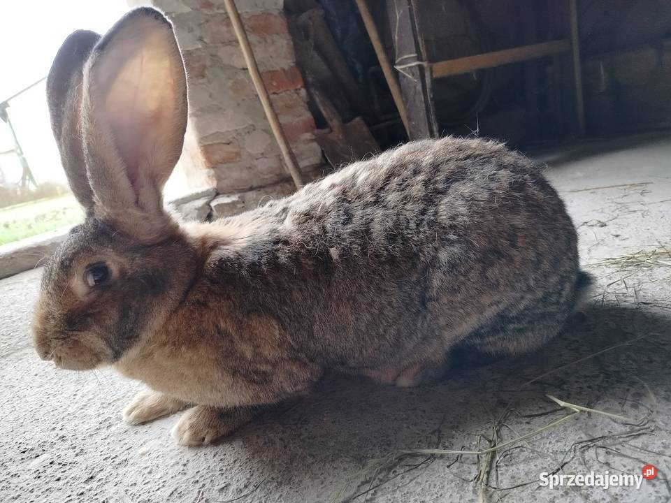 Królik olbrzym belgijski