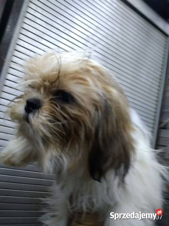 Piedek Shih tzu kujawsko-pomorskie Unisław