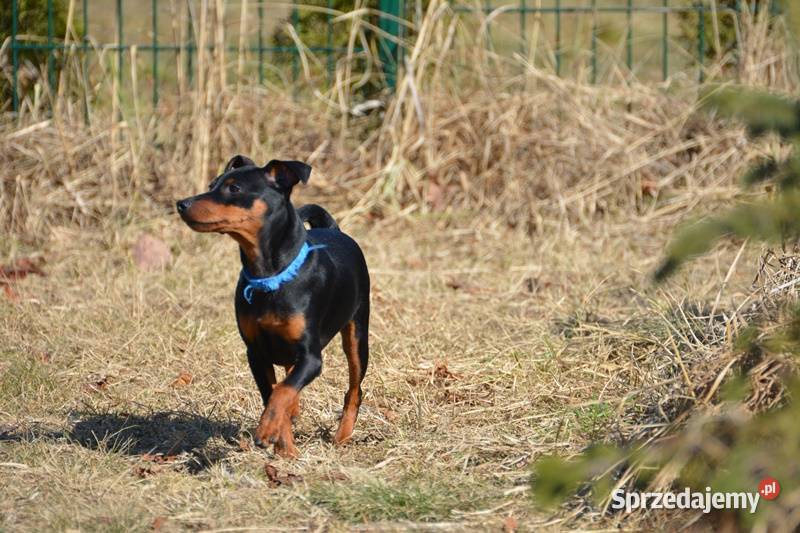 Pinczer miniaturowy ZKwP FCI przebadany piesek Chełm