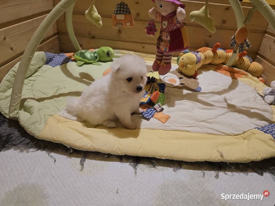 Szpic japoński Maszewo