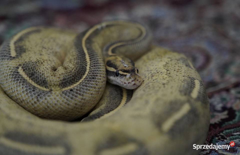 Waż pyton królewski Highway cb21 2100g regius Gdańsk