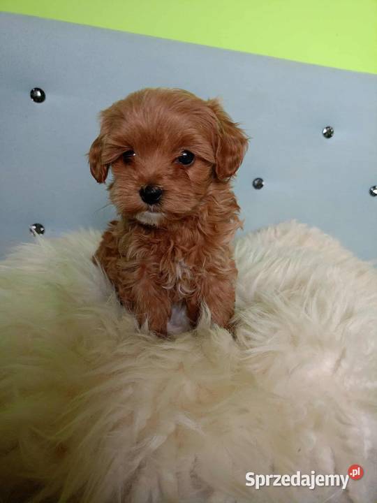 Maltipoo F1b Miechów