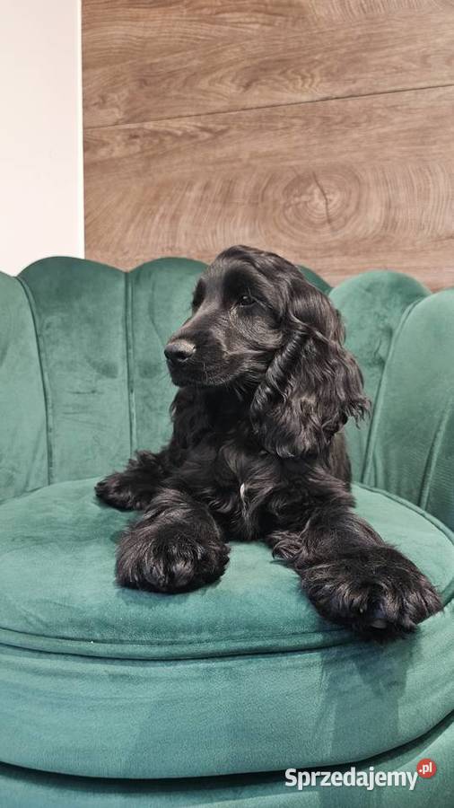 Cocker Spaniel Angielski Jasienie