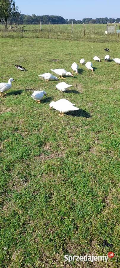 Kaczki francuskie Płużniczka