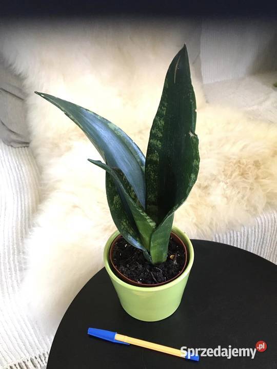 Sansewieria Whitney Silver Flame Dom i Ogród