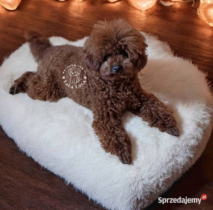 Maltipoo maltańczyk pudel F1 maltipoocom