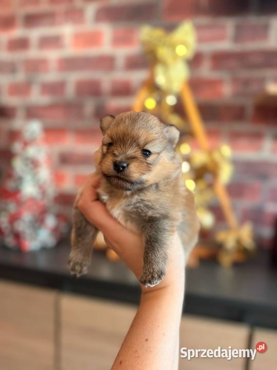 Szpic Miniturowy Kutno