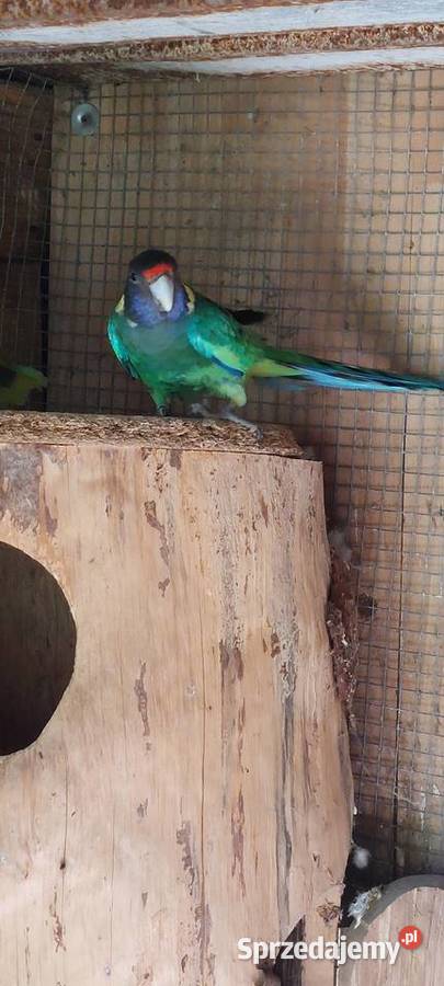 Kragen dorosły samiec Wodzisław Śląski