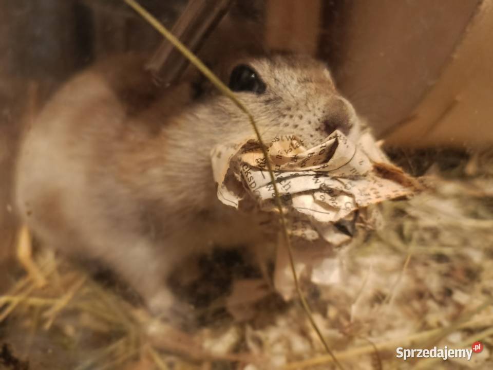 Legwan zielony samica gady płazy ryby rośliny Poznań