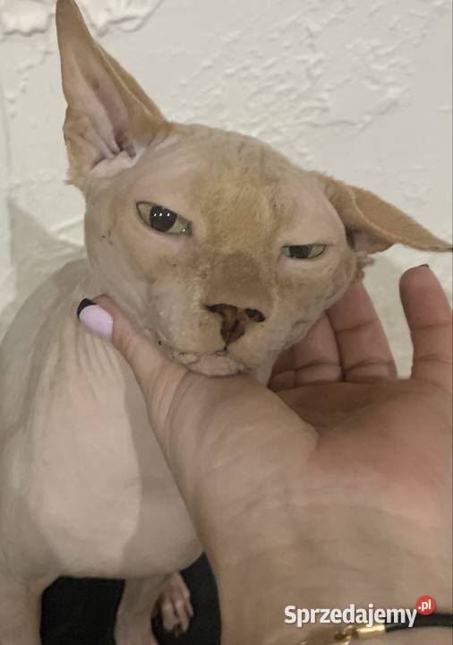 Sfinks Kanadyjski Reproduktor Leszno