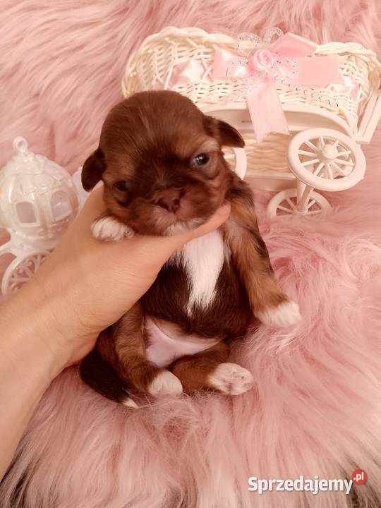Czekoladowa suczka rasy ShihTzu Shih Tzu Namysłów sprzedam