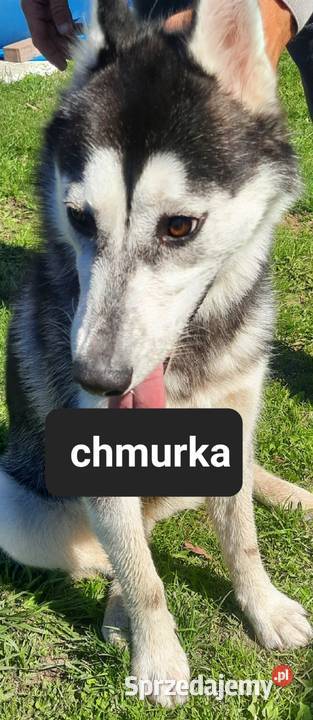 Suczki rasy syberian husky pomorskie Reda