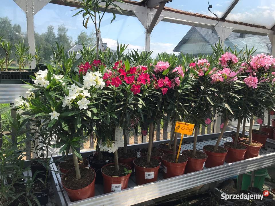 Oleander na pniu kwitnące Rośliny