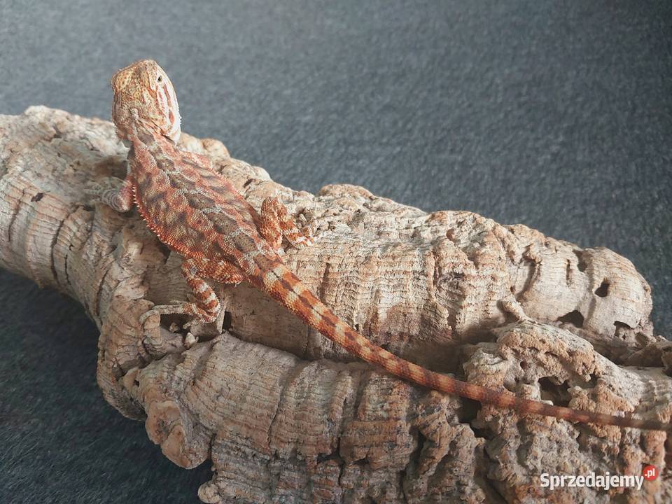 Agama brodata Gdynia