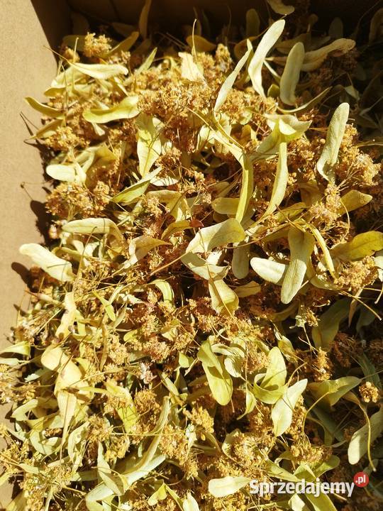 Suszona lipa Markusy