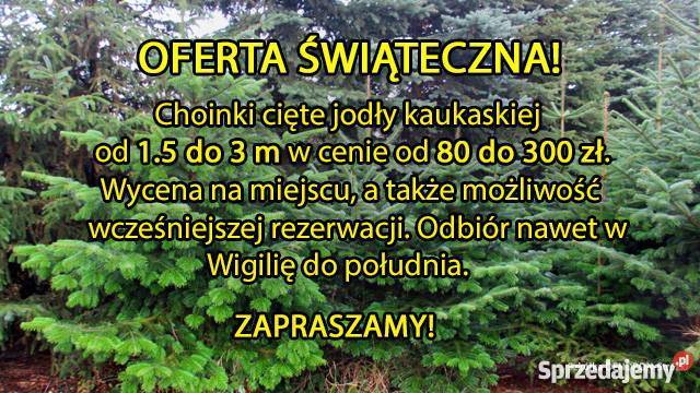 Żywe CHOINKI Świąteczne Wyjątkowa Jodła Kaukaska Rośliny Rośliny Wronki