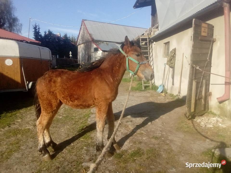 Ogier zimnokrwisty 2letni świętokrzyskie Piórków