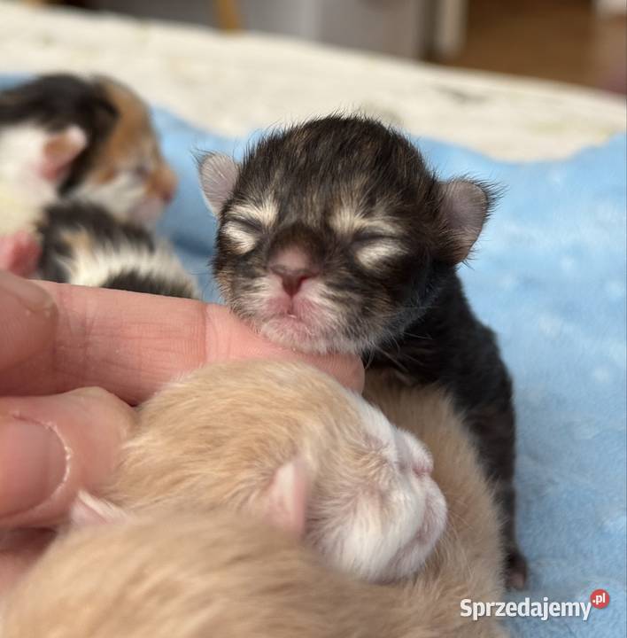 Maine Coon do rezerwacji sprzedam