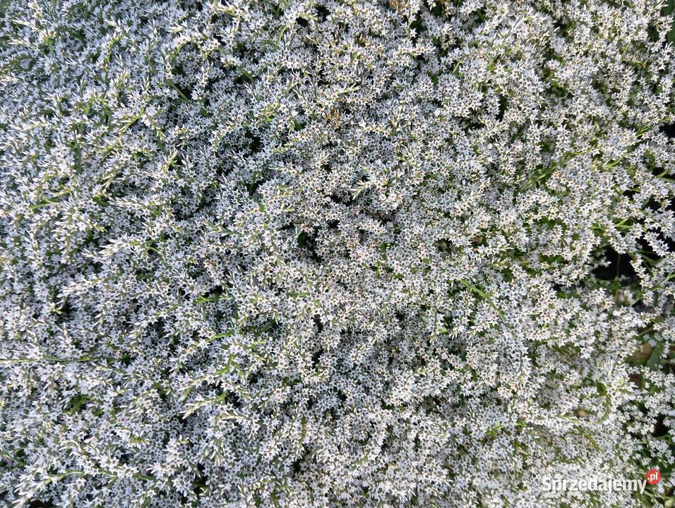 zatrwian tatarski statica kwiat suchy Krasnystaw sprzedam