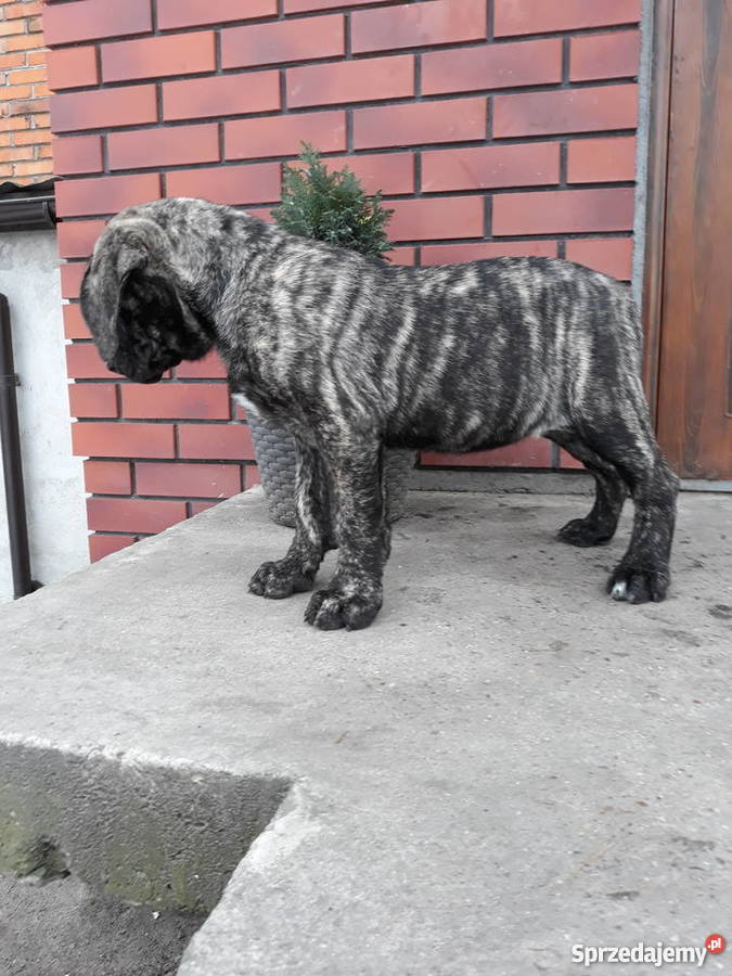 Szczeniaki Dog Kanaryjski Dogo Canario Piątek