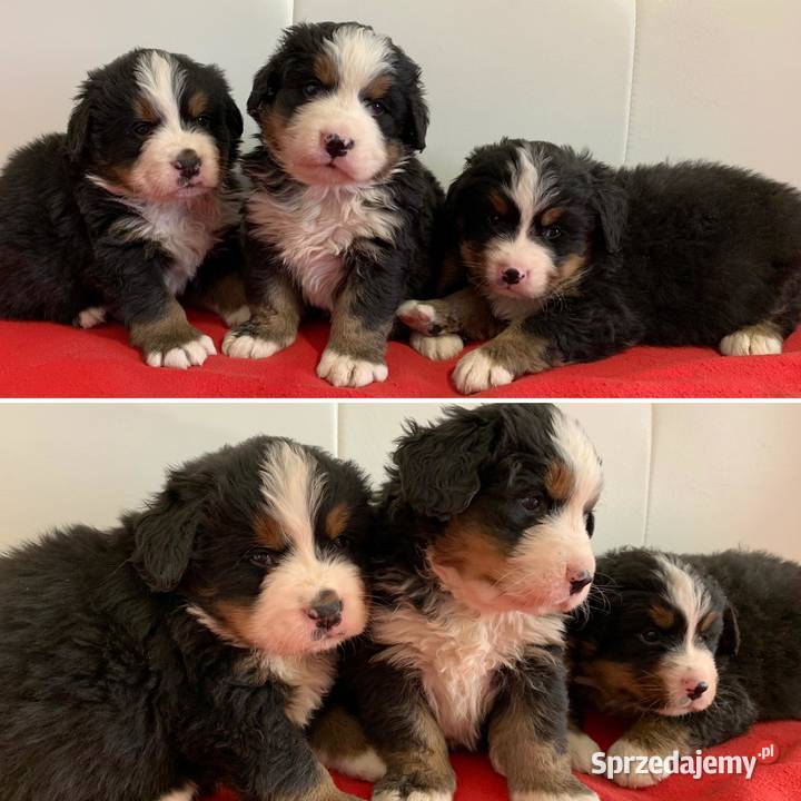 Berneński Pies Pasterski Ciechanów