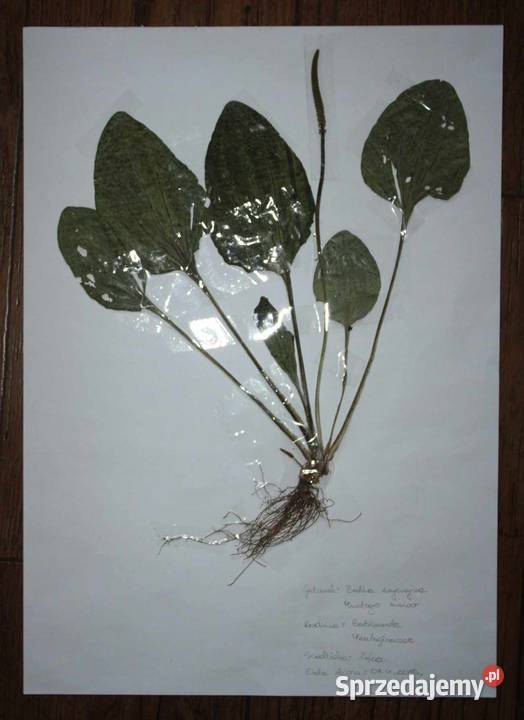 Zielniki Botaniczne Fitopatologiczne Pozostałe Szczecin sprzedam