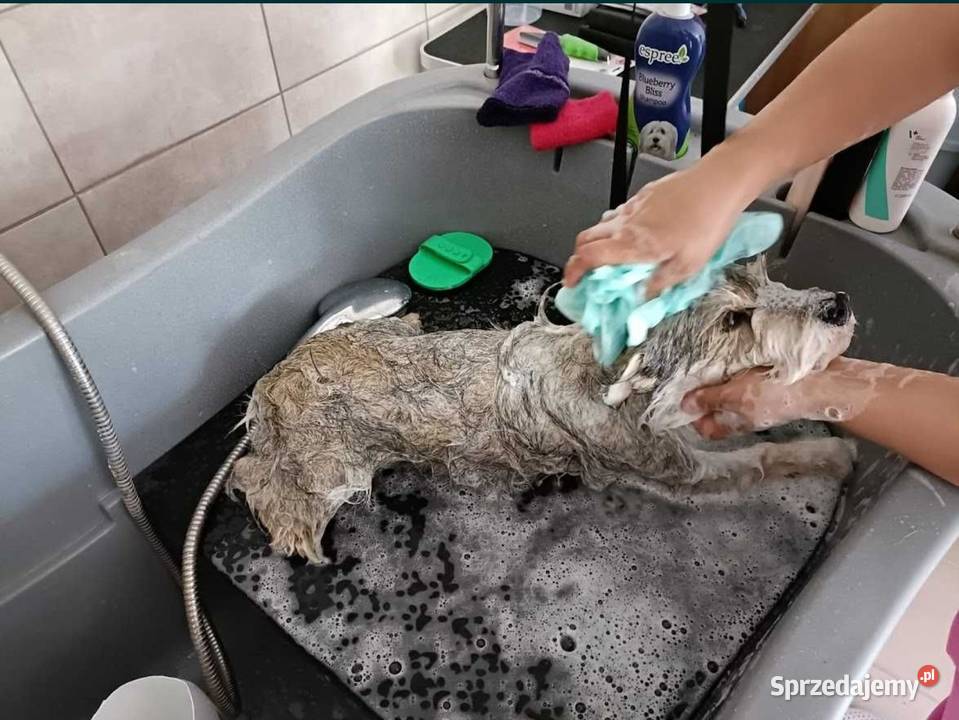 Salon groomerski psi fryzjer kąpiel strzyżenie Huta Mazowszańska