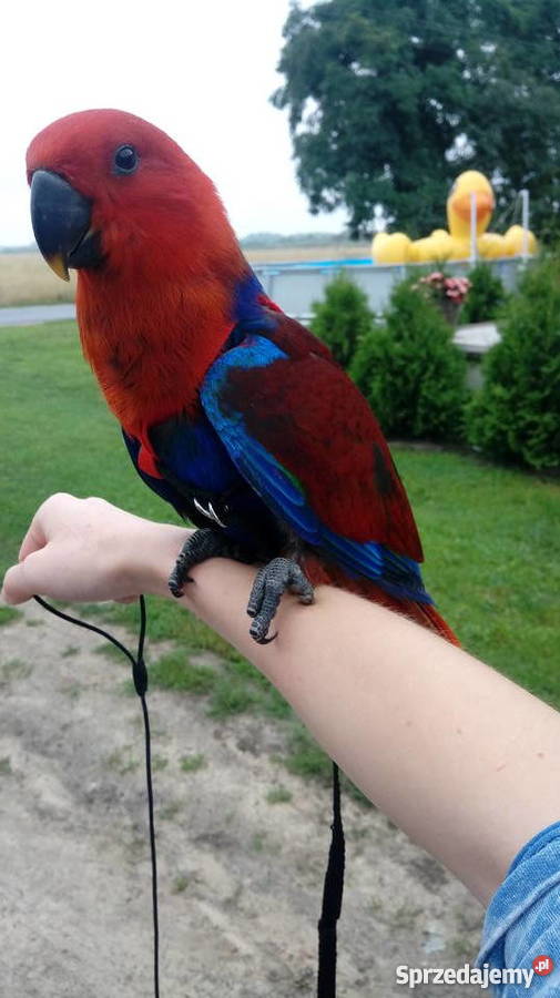 Lora wielka barwnica polychloros ręcznie