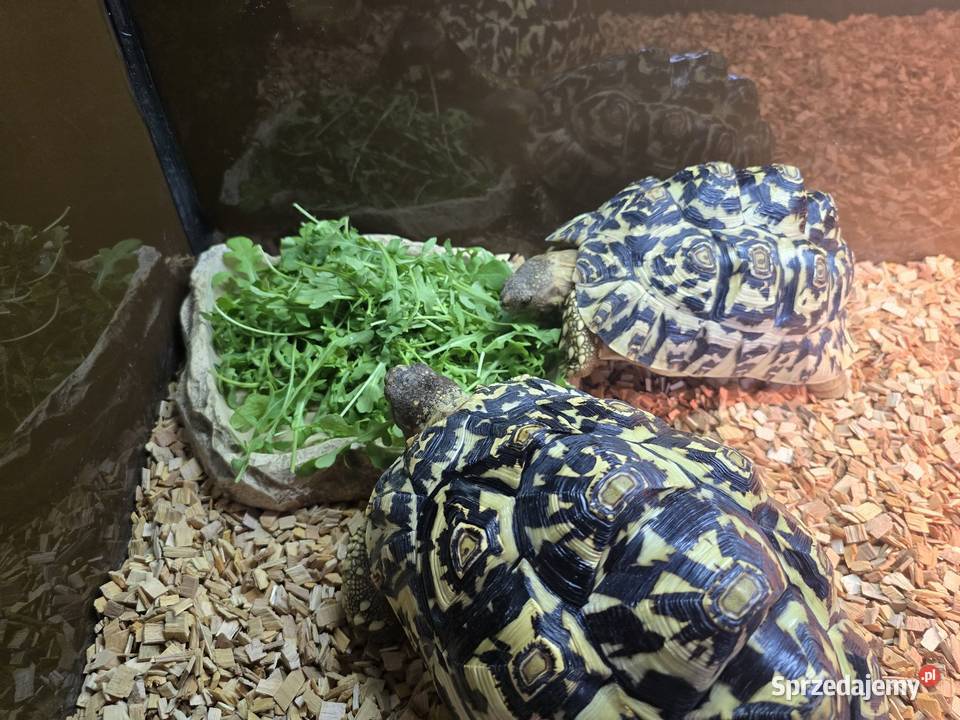 Żółwie lamparcie z terrarium Dywity
